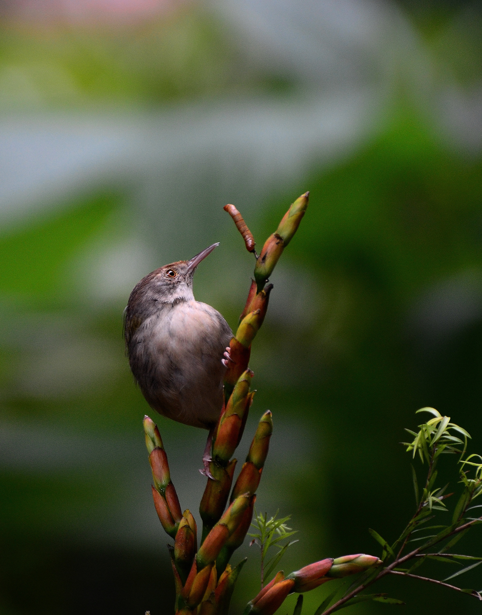 #尼康鸟类作品赏析#【小鸟嘴馋】 （老阿推荐）
