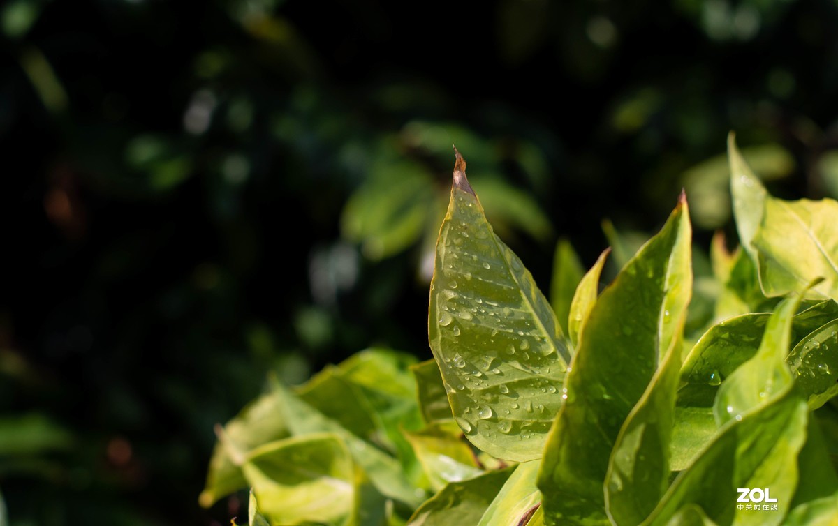 玩转老镜头之m50/1.4