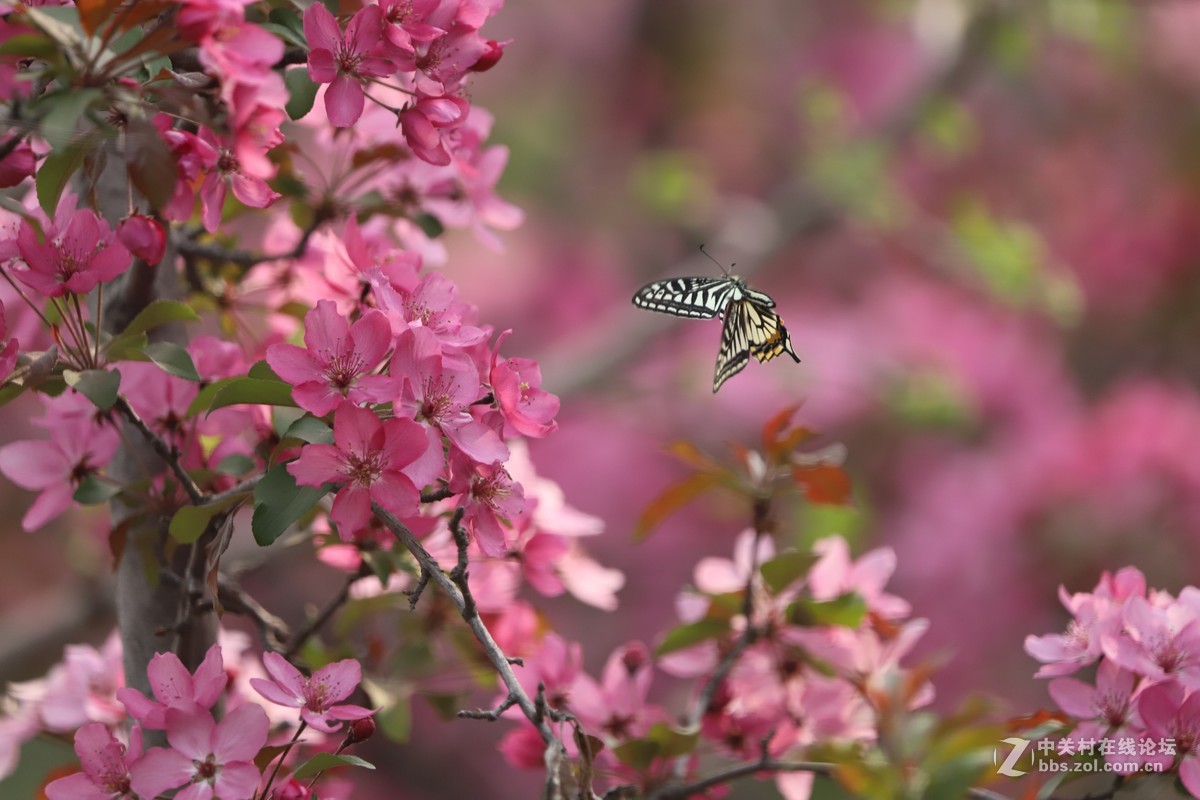 蝶飞蜂舞春花香