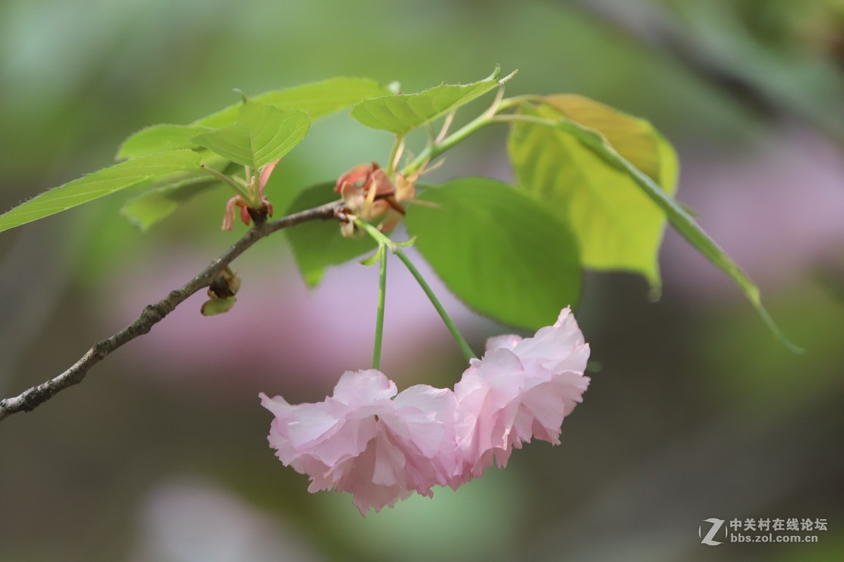 蝶飞蜂舞春花香