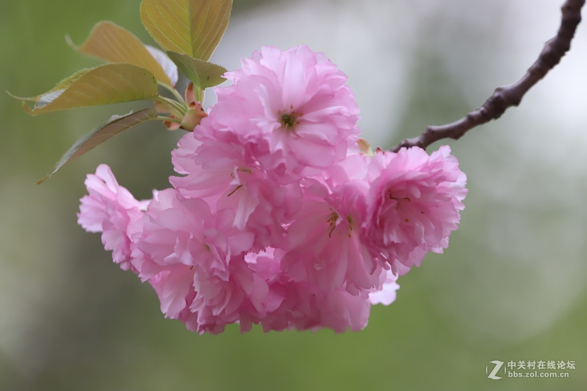 蝶飞蜂舞春花香