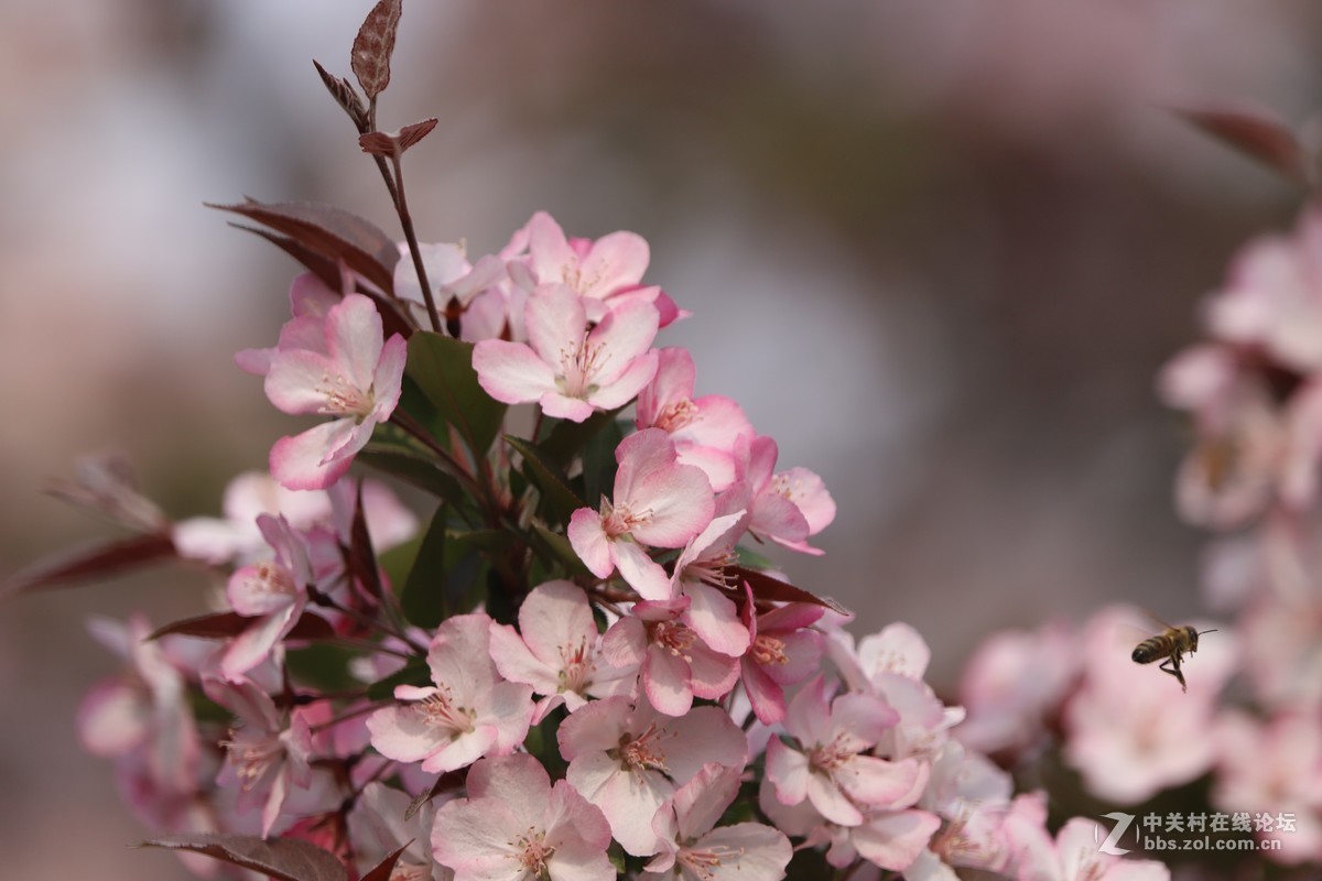 蝶飞蜂舞春花香