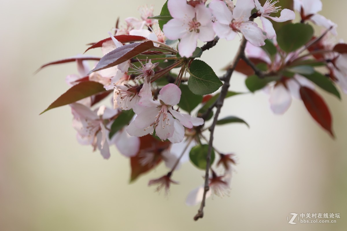 蝶飞蜂舞春花香