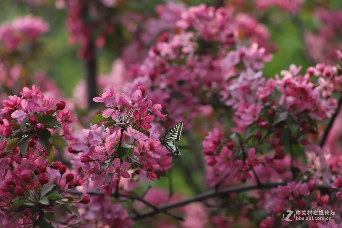 蝶飞蜂舞春花香