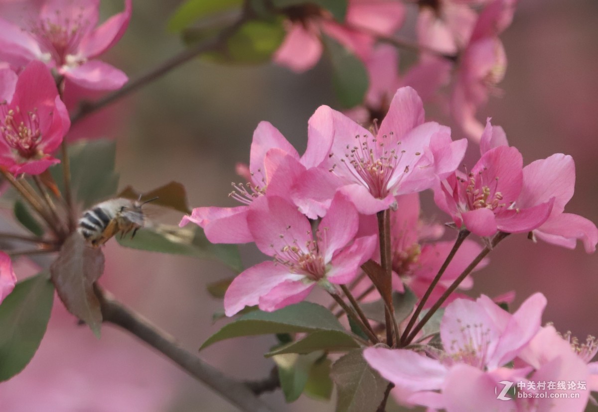 蝶飞蜂舞春花香