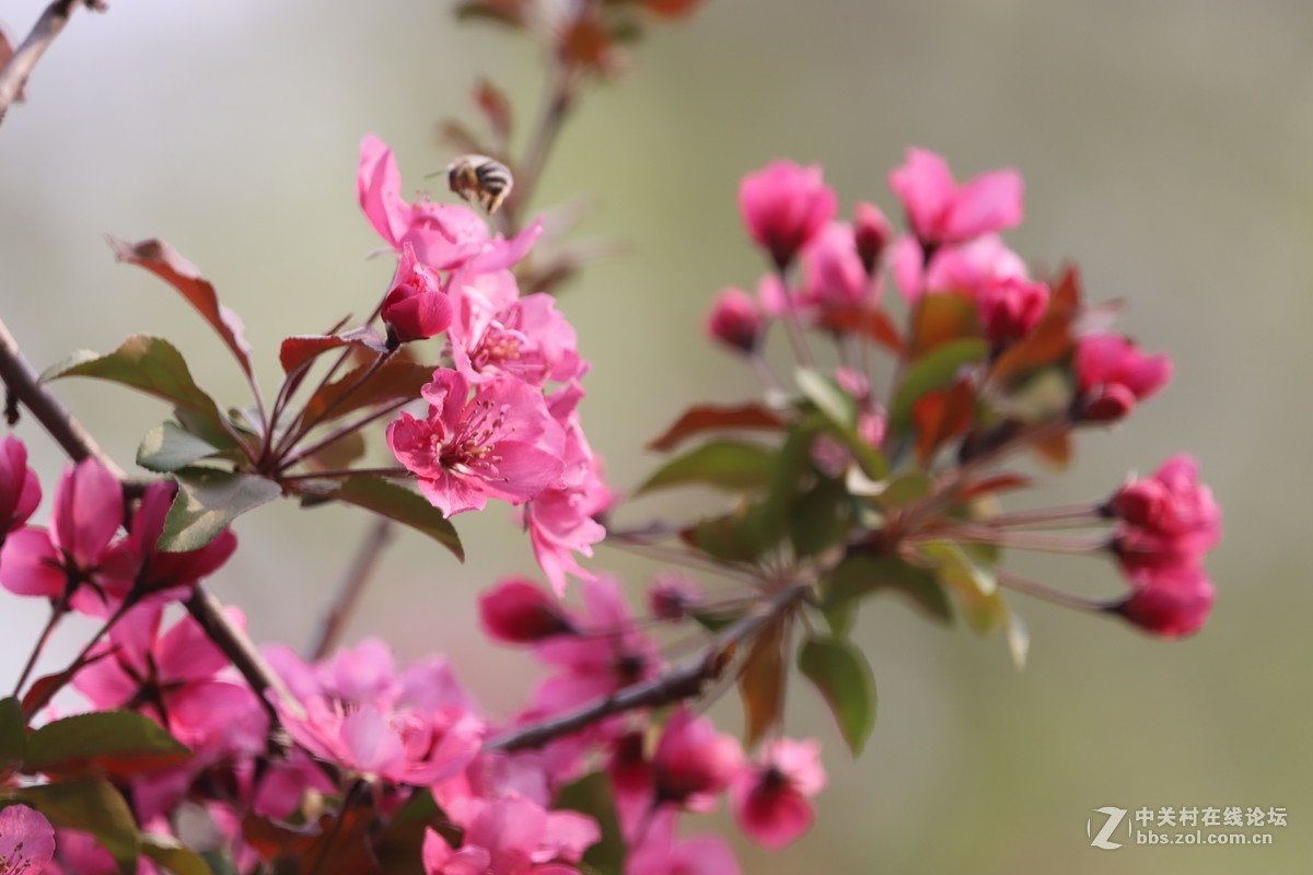 蝶飞蜂舞春花香