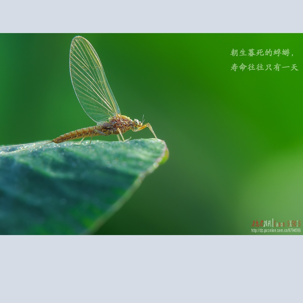 卡片机加近摄镜的微距虫虫