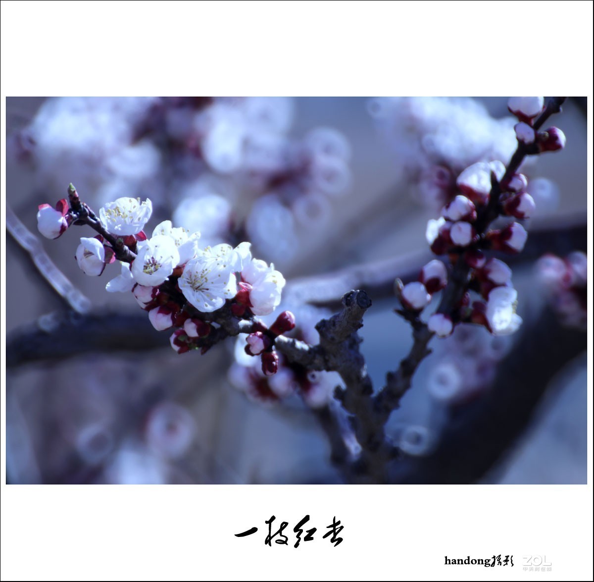 一枝红杏(折返镜拍摄)-中关村在线摄影论坛