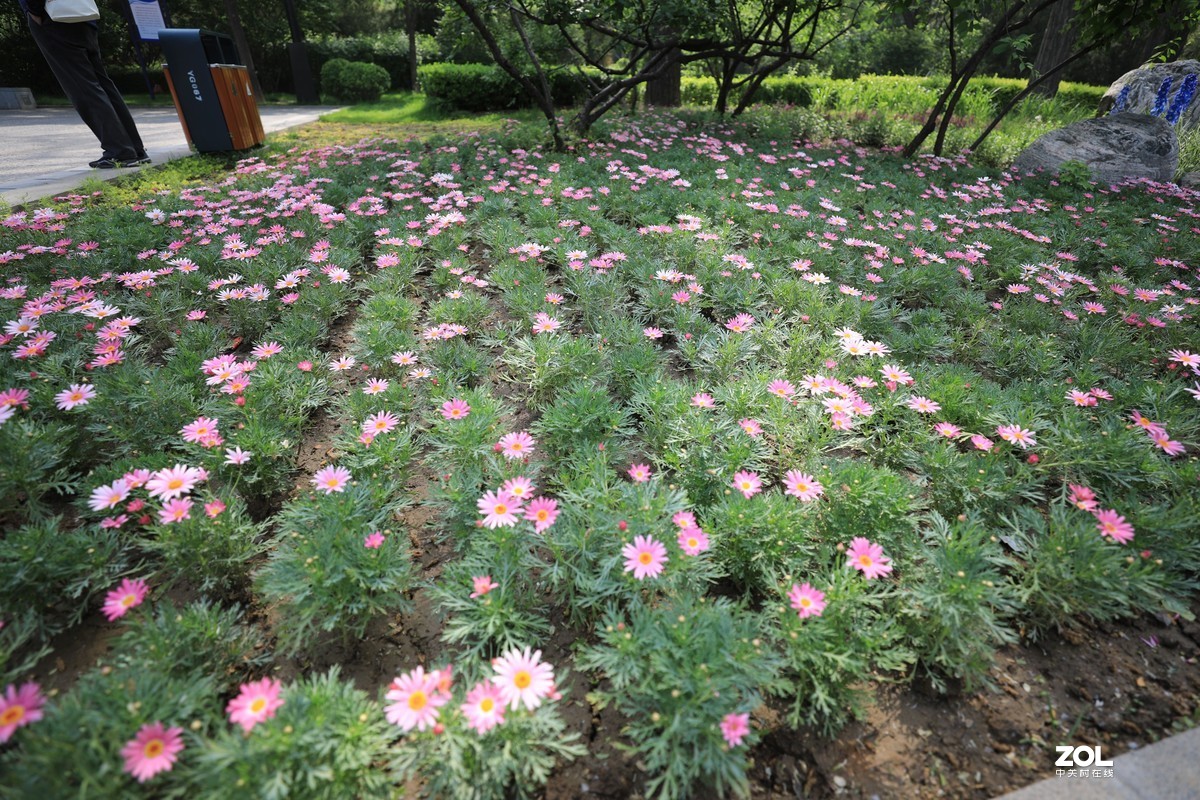 迎泽公园散步随拍藏经楼前花坛