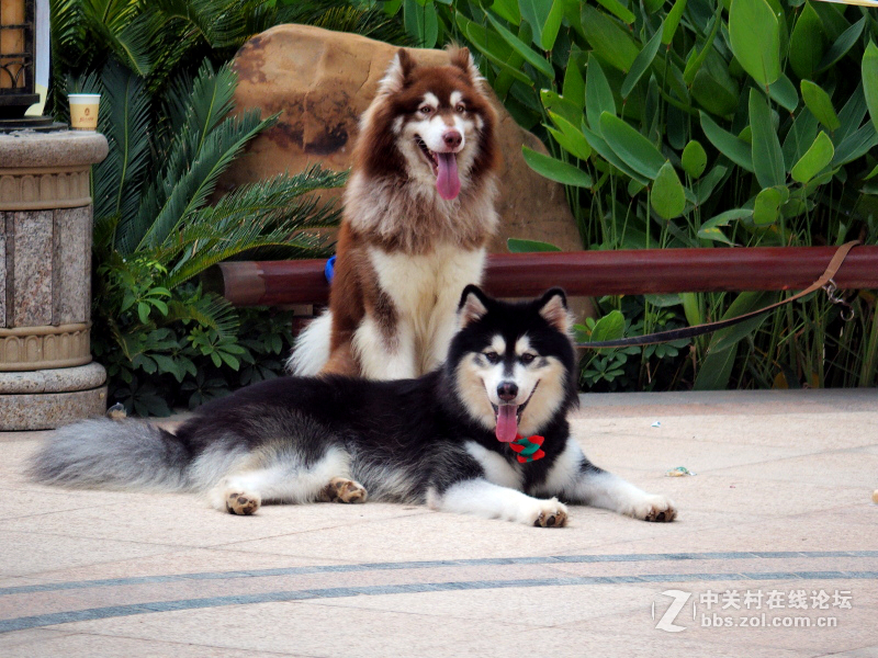 奥林巴斯STYLUS 1s【练手】汪星人