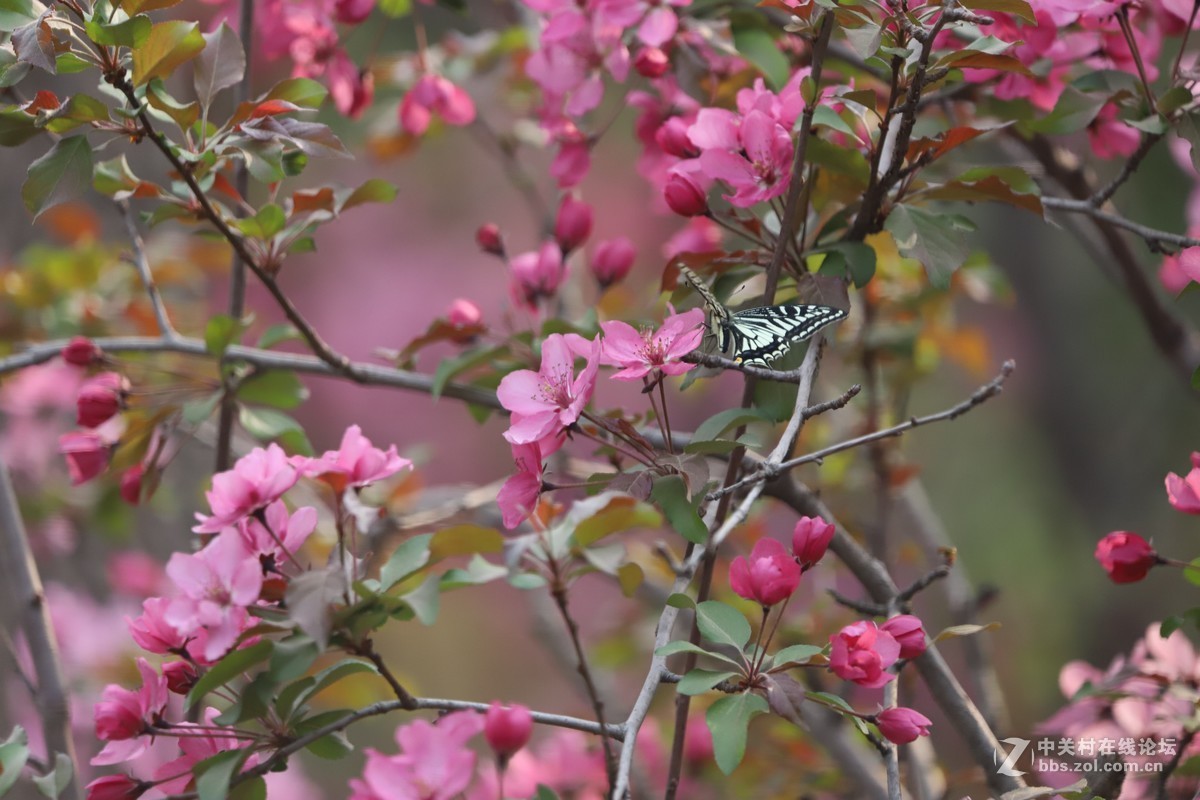 蝶飞蜂舞春花香