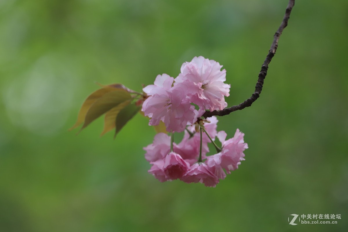 蝶飞蜂舞春花香
