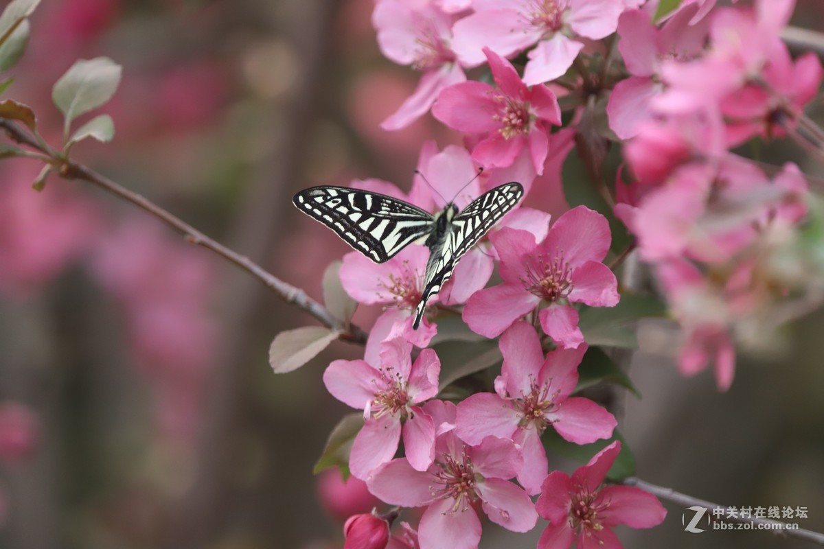 蝶飞蜂舞春花香