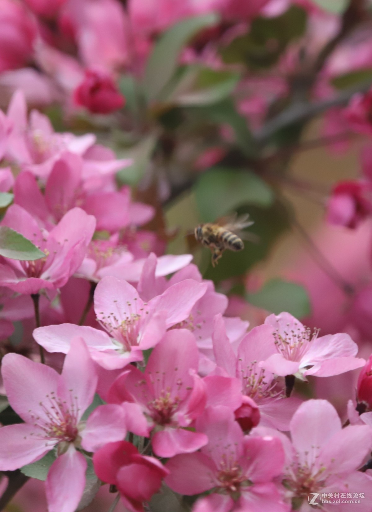 蝶飞蜂舞春花香