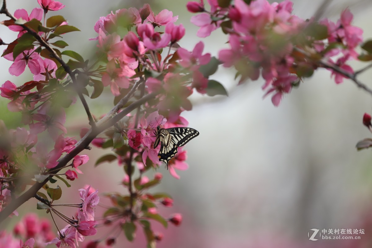蝶飞蜂舞春花香