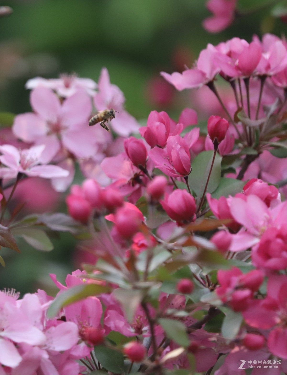 蝶飞蜂舞春花香