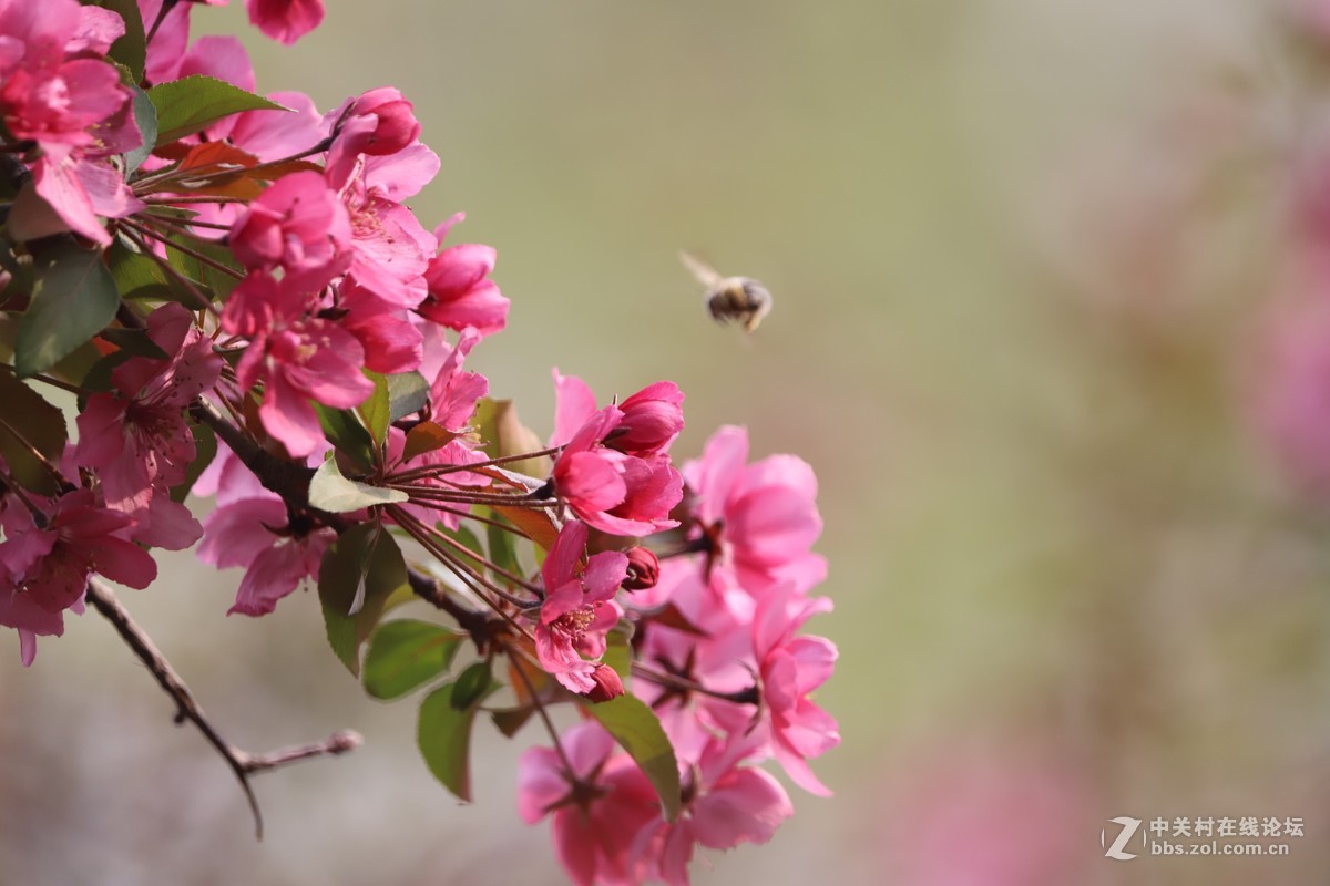 蝶飞蜂舞春花香