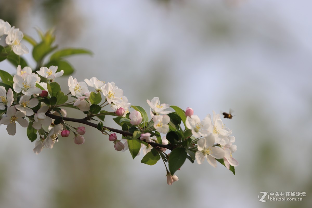 蝶飞蜂舞春花香