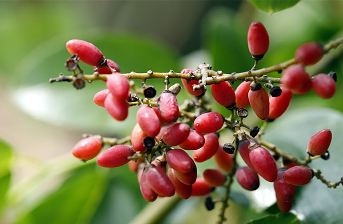 红艳缤纷的多花勾儿茶