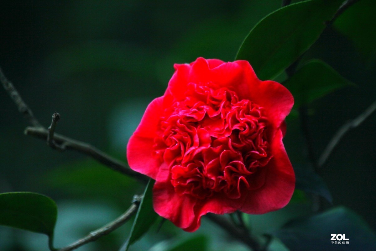 不能出大门只好在院中拍茶花