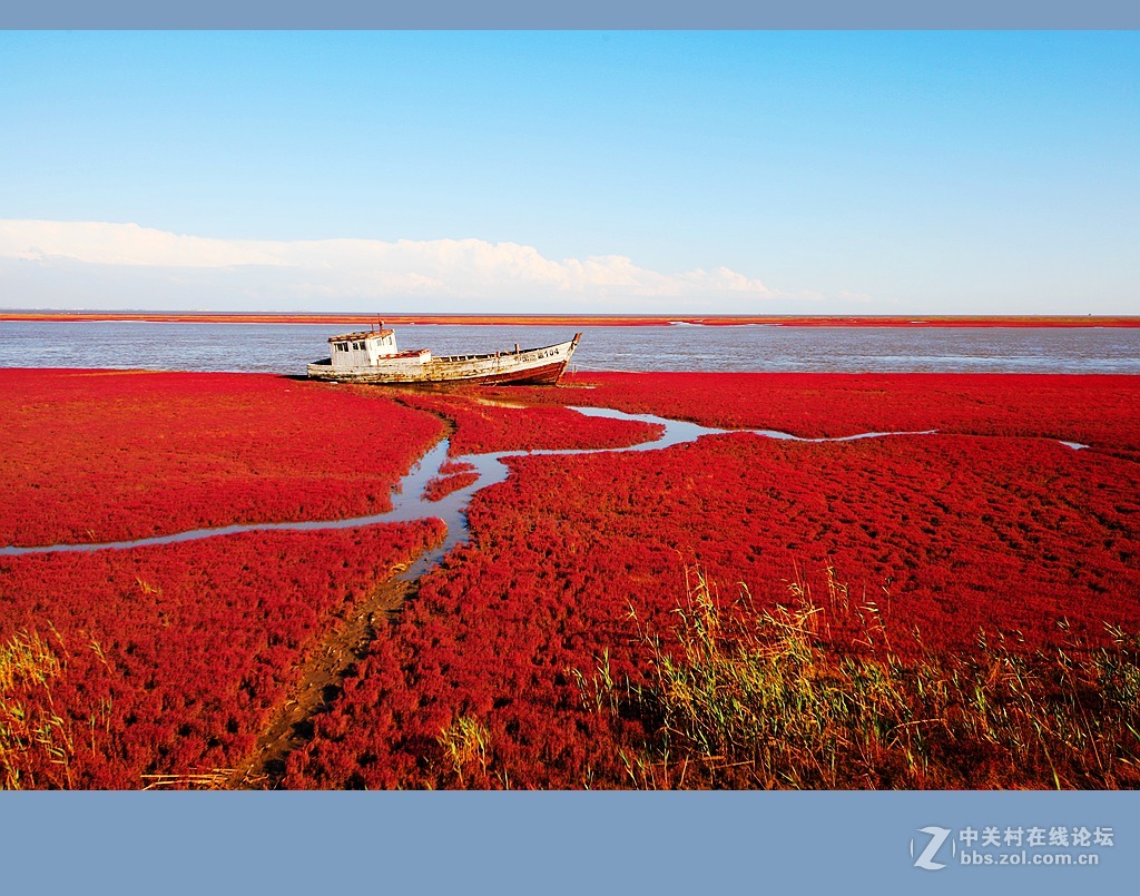 天然紅地毯盤錦紅海灘3