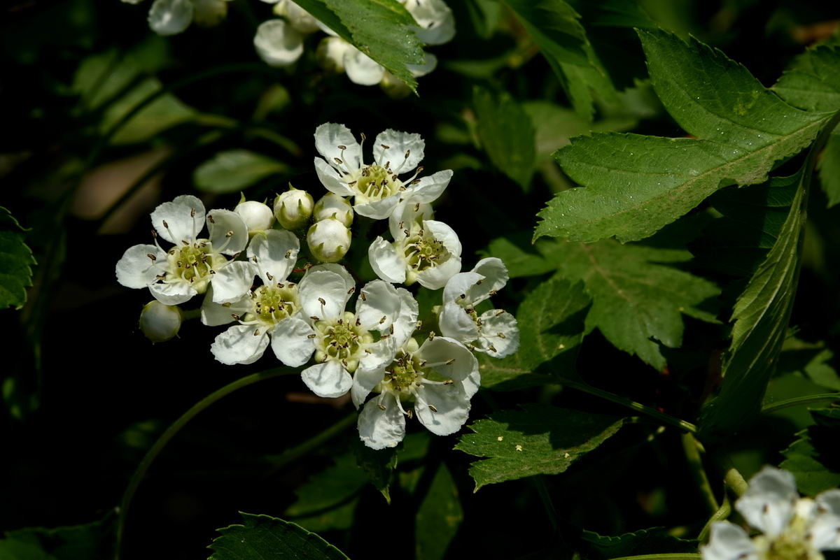 山楂花