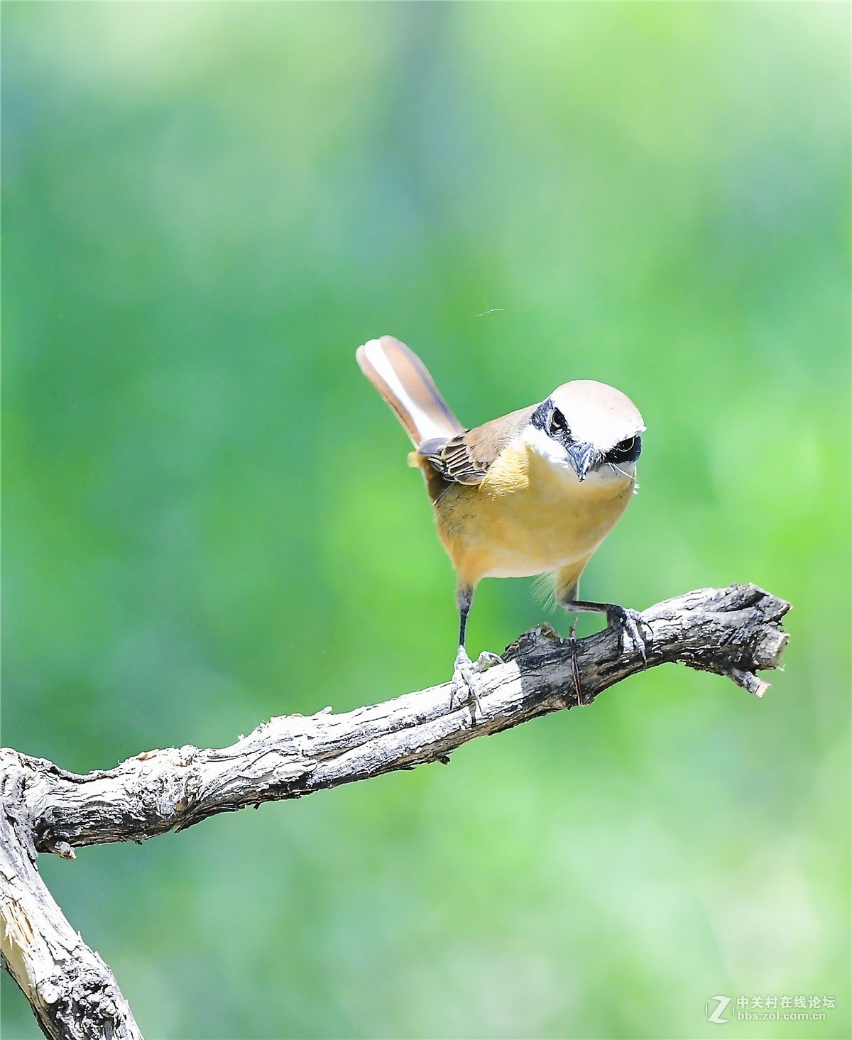 天壇拍鳥伯勞鳥