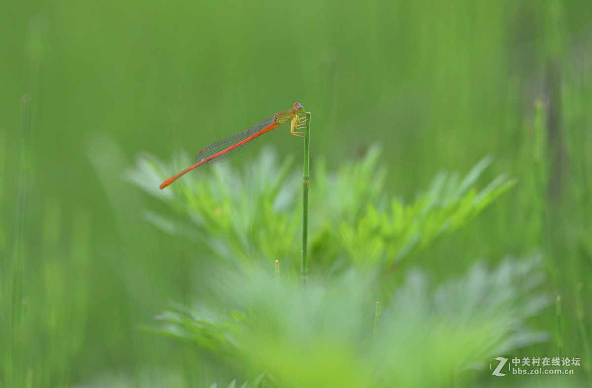 小蜻蜓