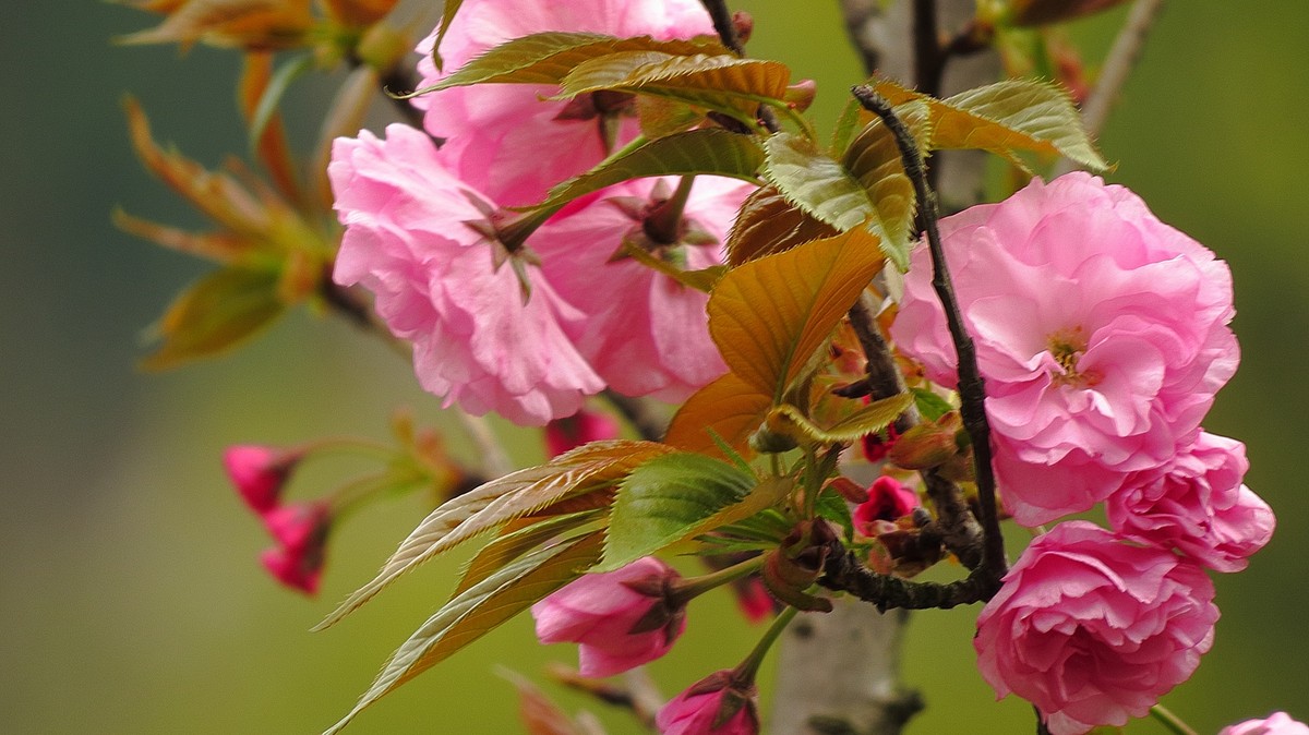 春天裡來百花開