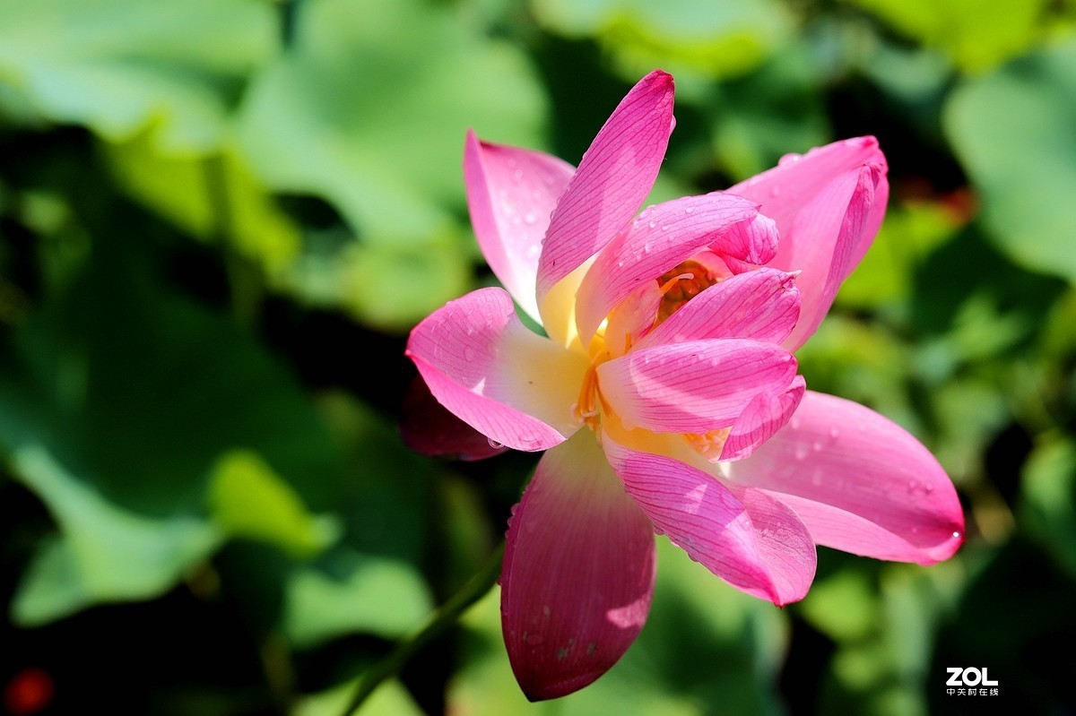 50头 游大明湖  ，天太热，拍不到妹子