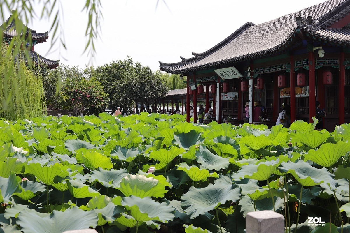 50头 游大明湖  ，天太热，拍不到妹子