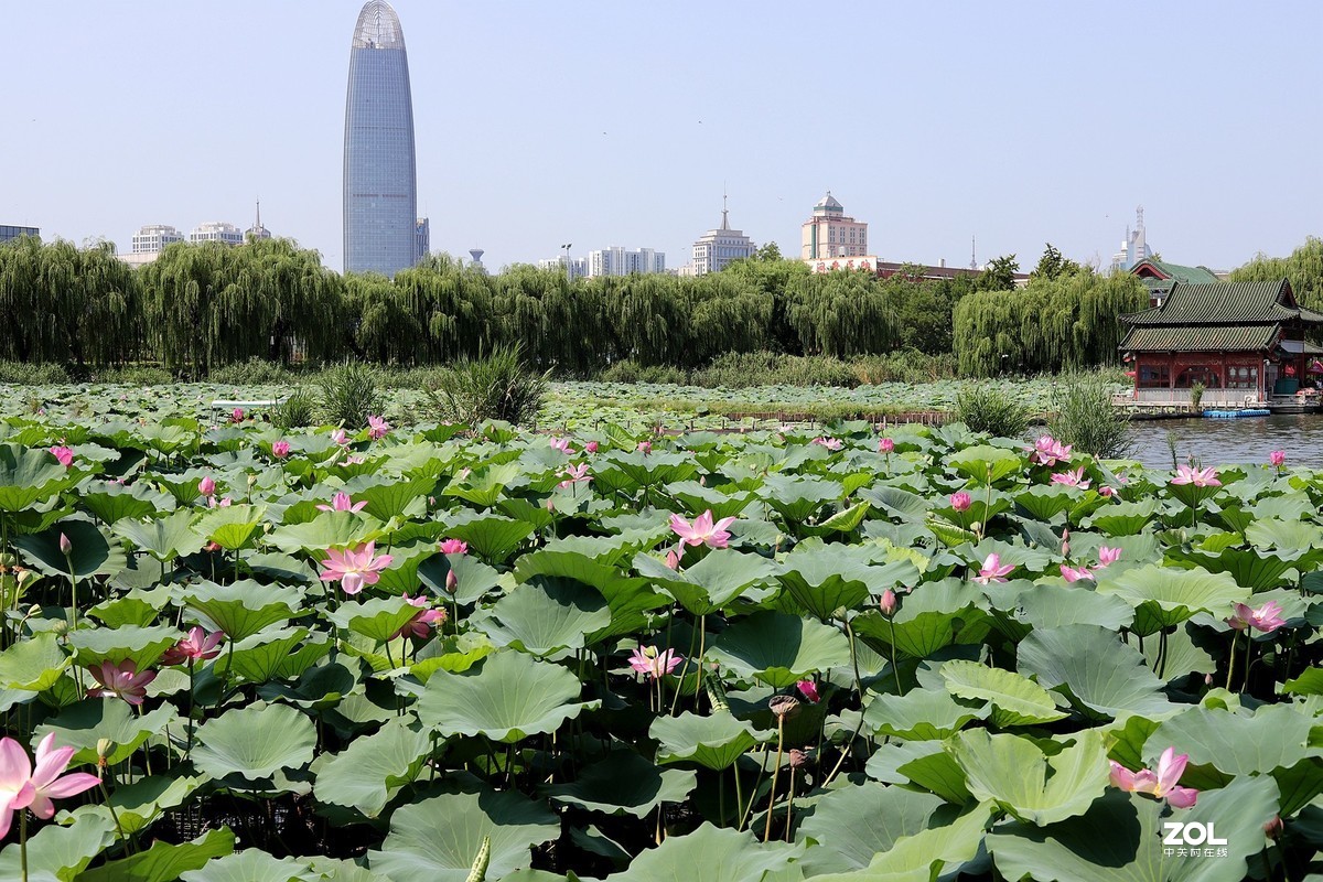 50头 游大明湖  ，天太热，拍不到妹子