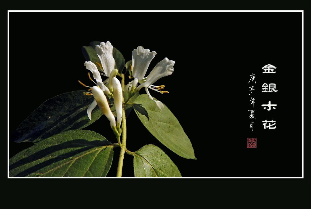雪白如玉的金银木花