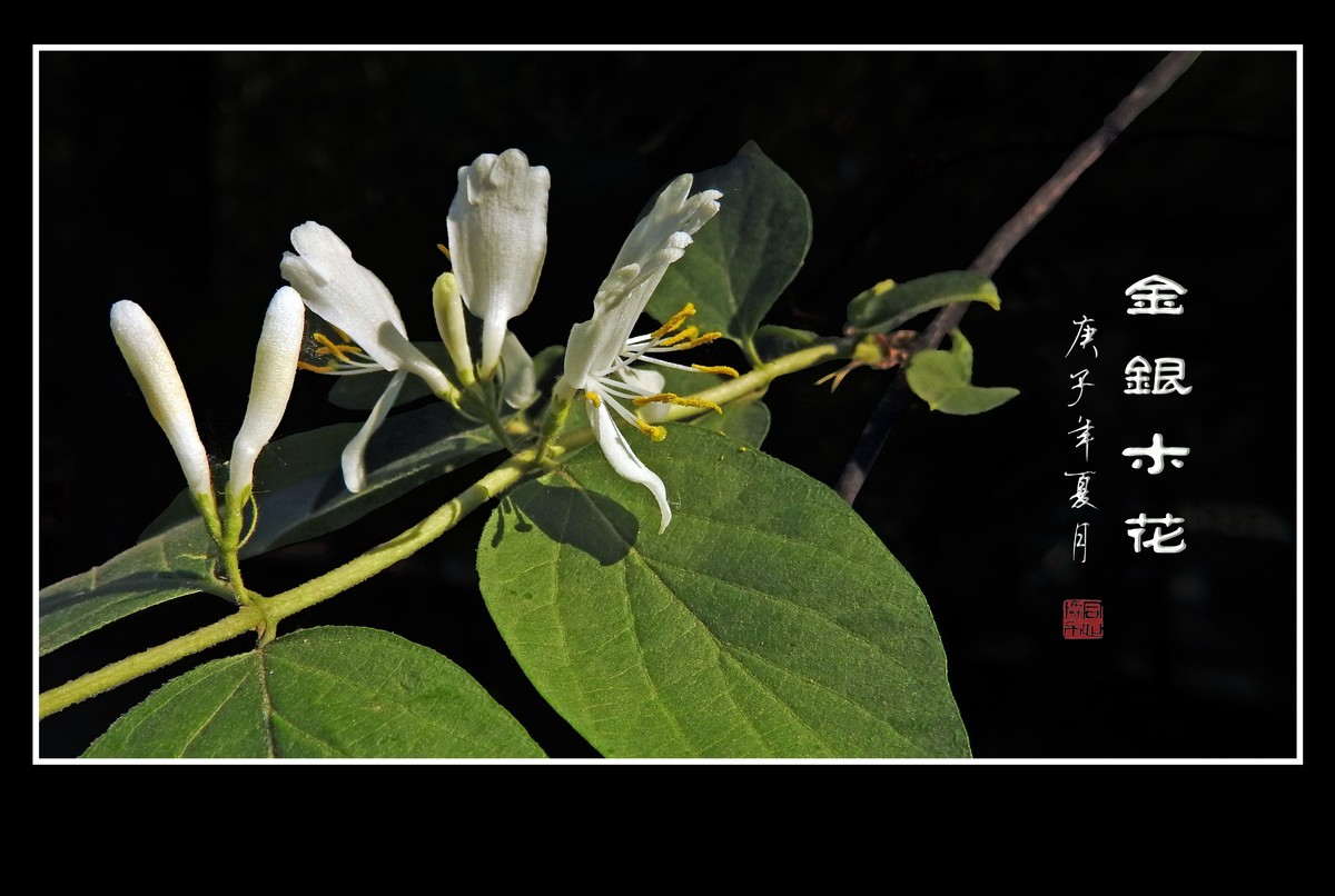 雪白如玉的金银木花