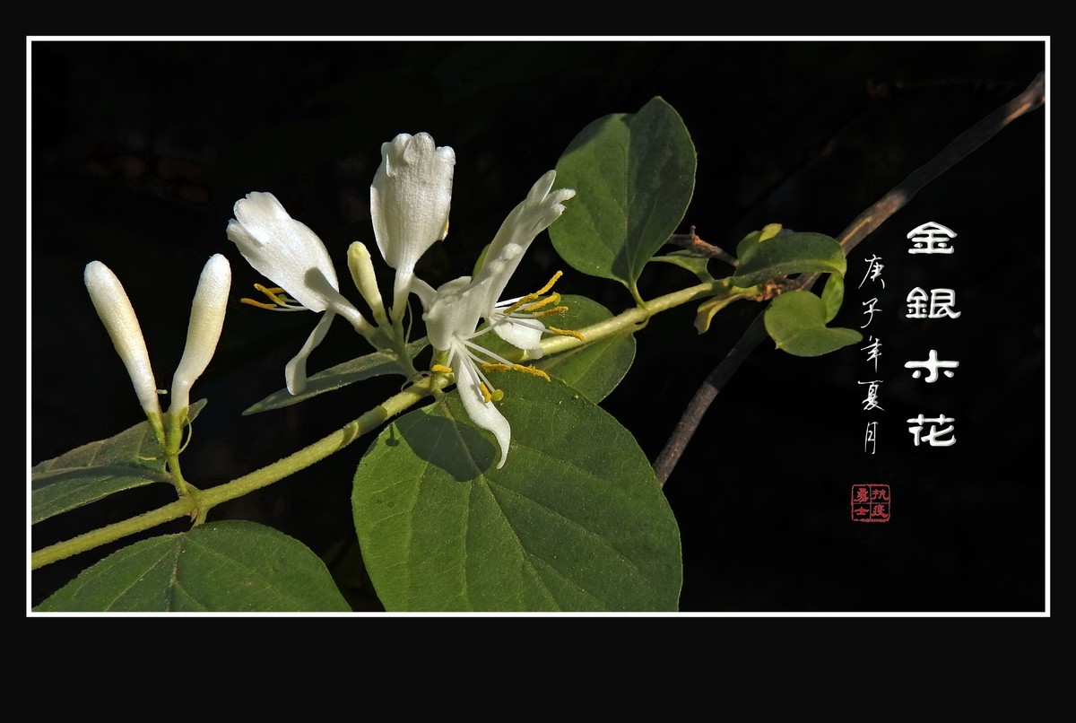 雪白如玉的金银木花