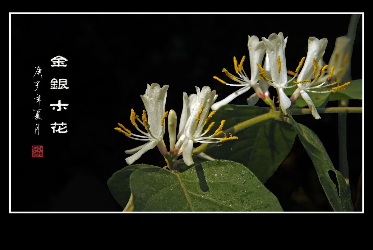 雪白如玉的金银木花