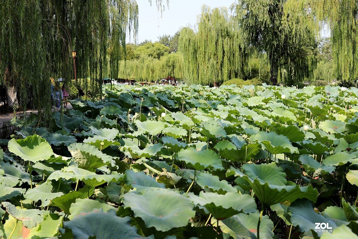50头 游大明湖  ，天太热，拍不到妹子