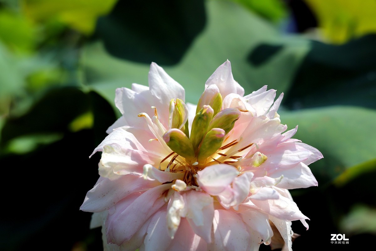 50头 游大明湖  ，天太热，拍不到妹子