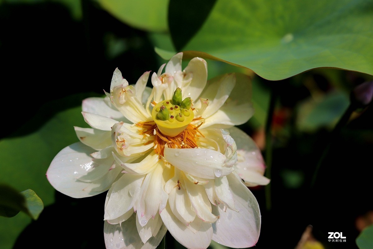 50头 游大明湖  ，天太热，拍不到妹子