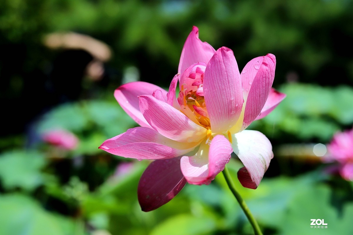 50头 游大明湖  ，天太热，拍不到妹子