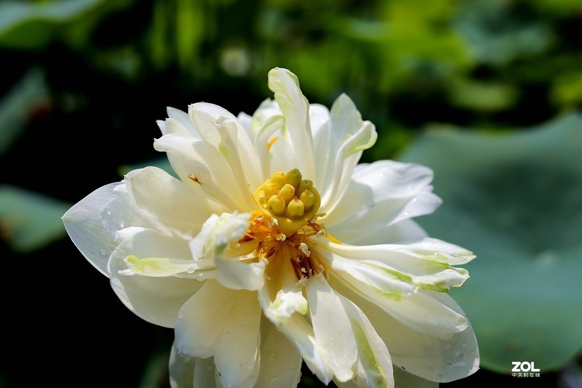 50头 游大明湖  ，天太热，拍不到妹子