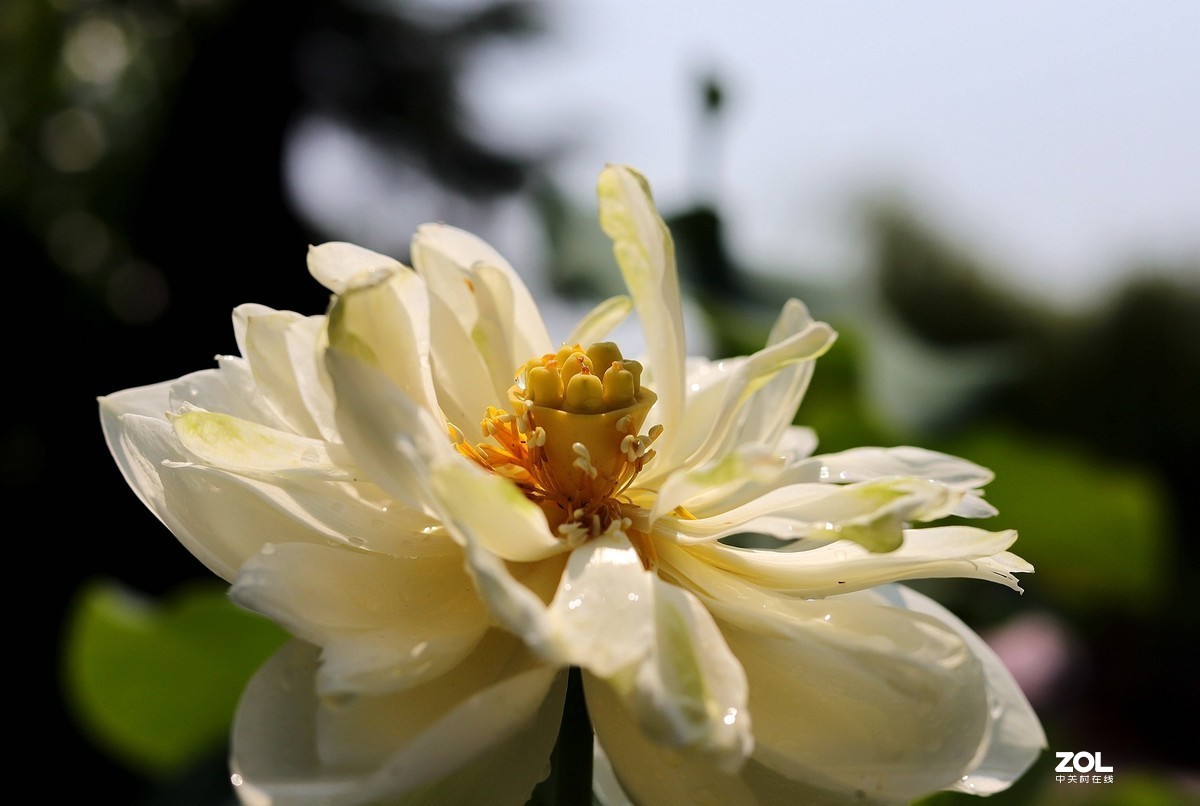 50头 游大明湖  ，天太热，拍不到妹子