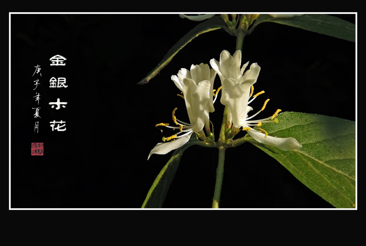 雪白如玉的金银木花