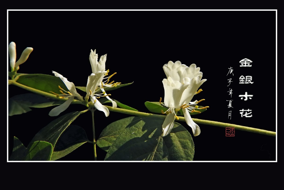 雪白如玉的金银木花