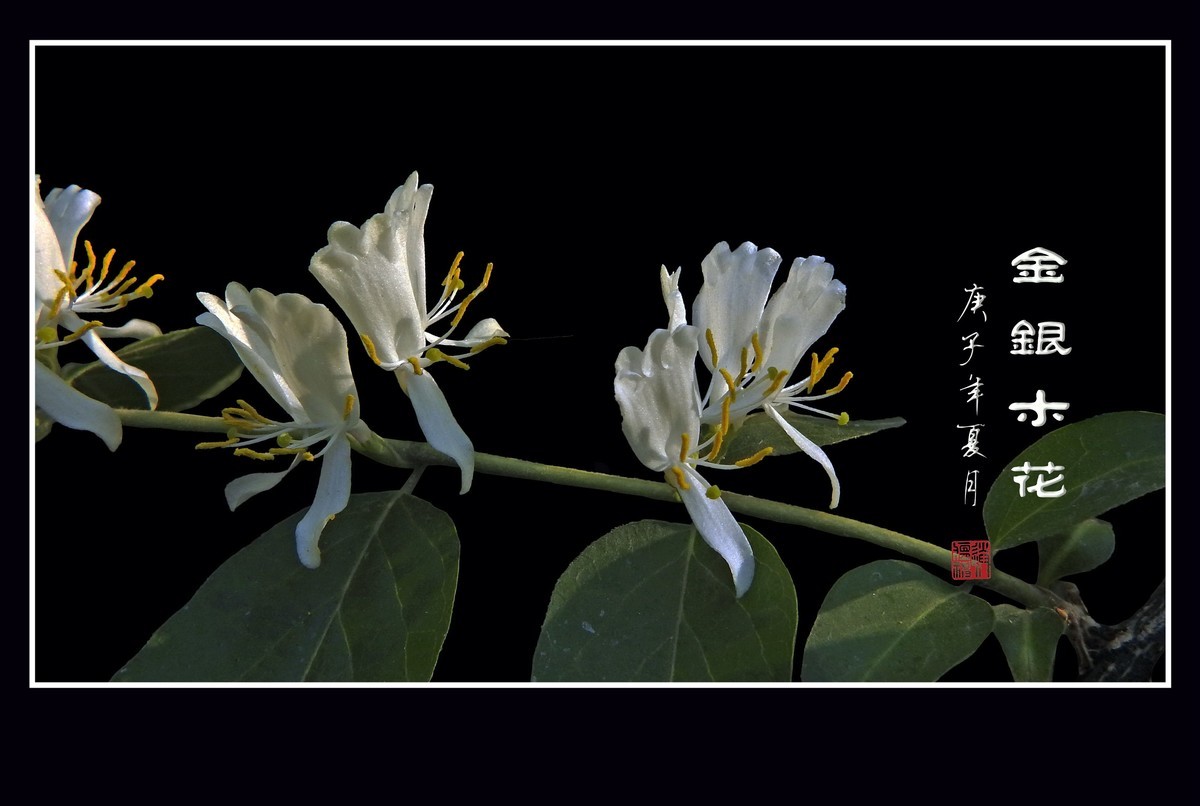雪白如玉的金银木花