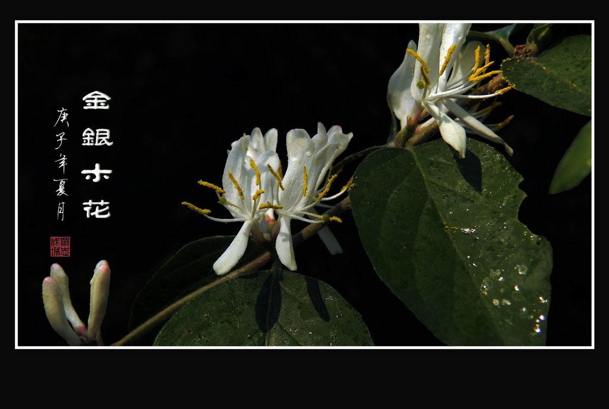 雪白如玉的金银木花