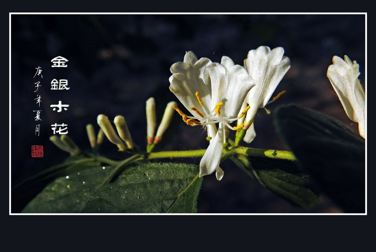 雪白如玉的金银木花