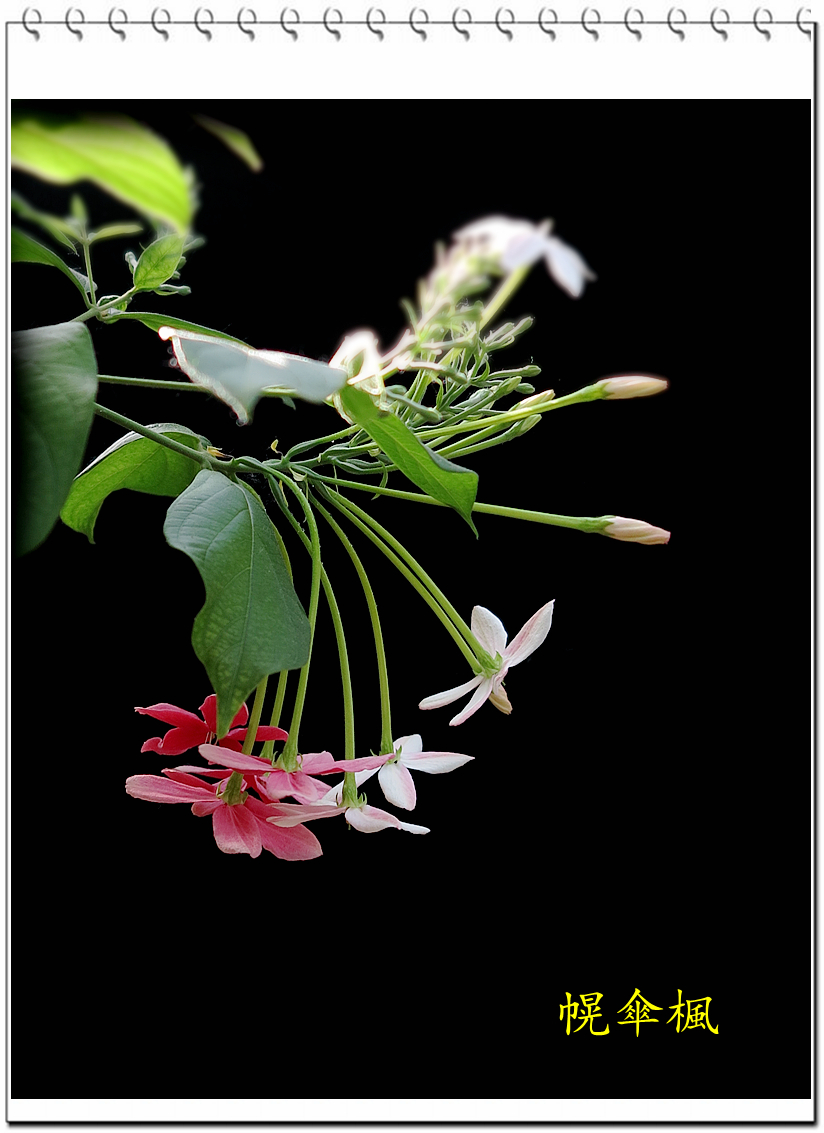 温室小花幌伞枫