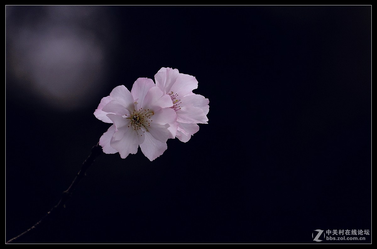 2015年首帖－－花