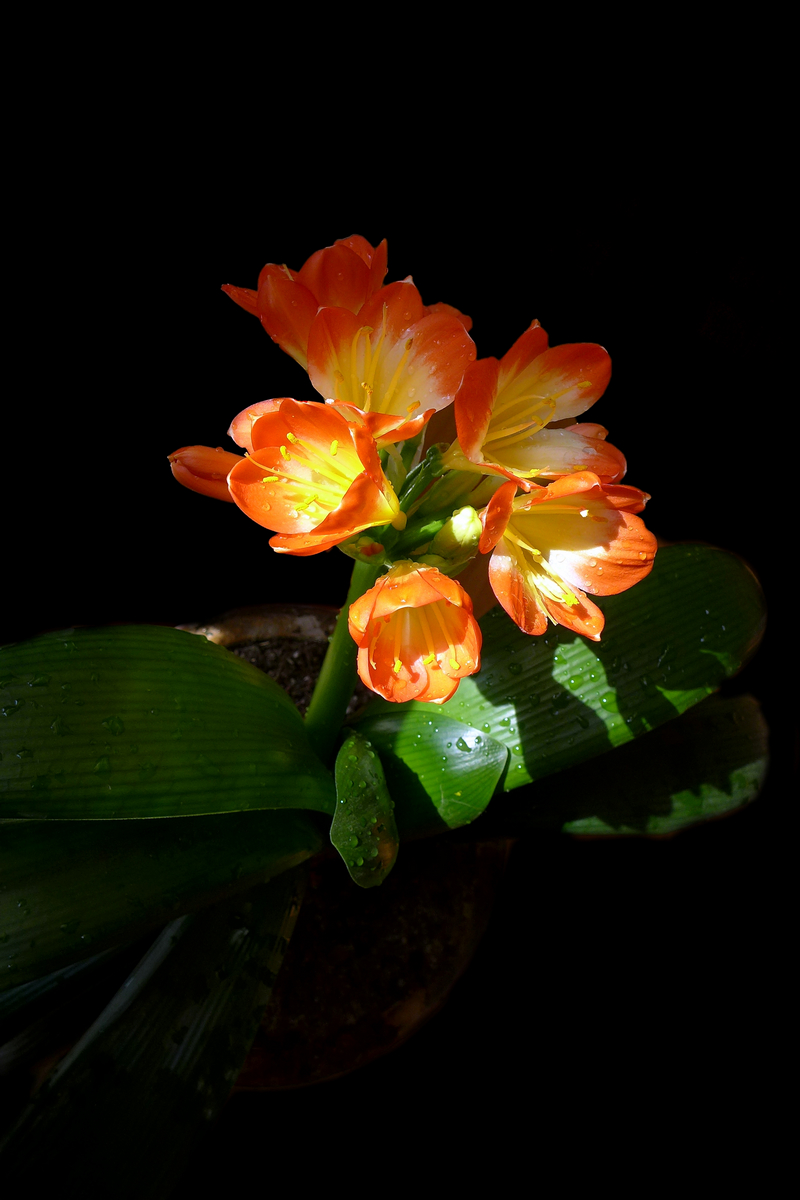 一组竖版君子兰恭贺贴